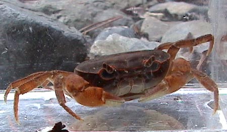 前から見たサワガニ