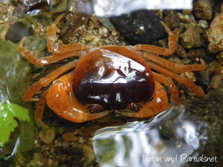 上から見たサワガニ