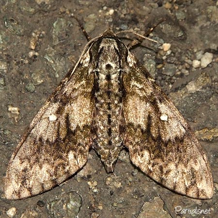 サザナミスズメ