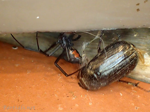 セアカゴケグモ