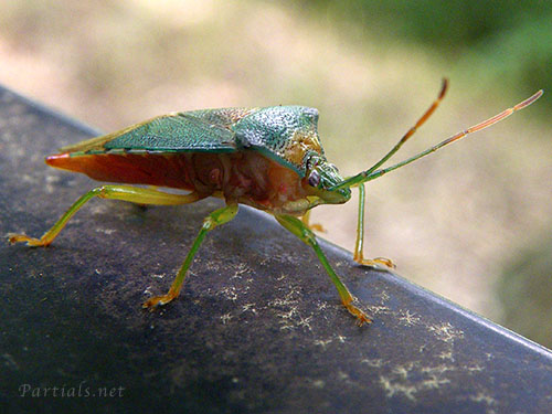 セアカツノカメムシ