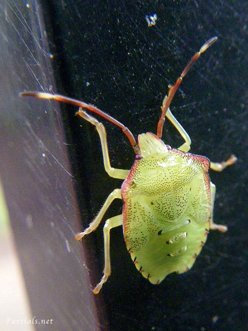 セアカツノカメムシ