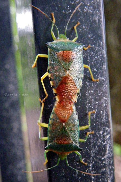 セアカツノカメムシ