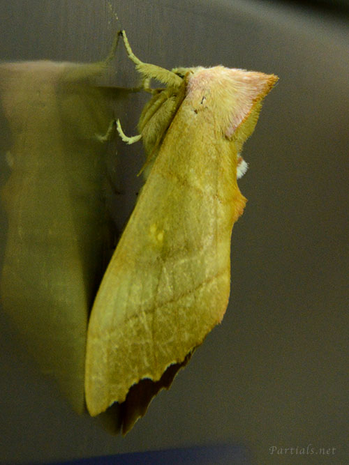 セダカシャチホコ