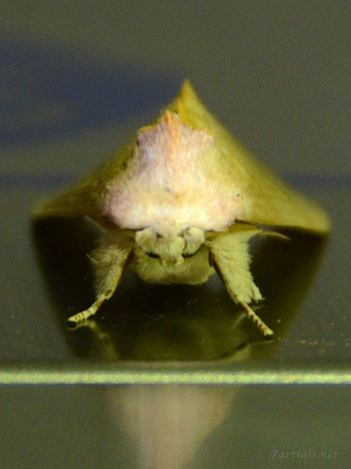 セダカシャチホコ