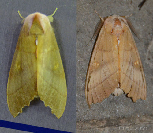 セダカシャチホコ