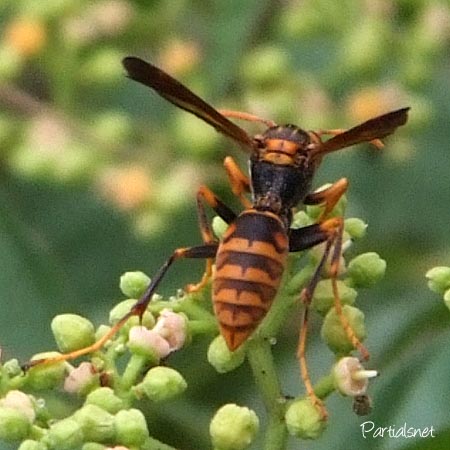 セグロアシナガバチ