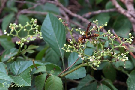 セグロアシナガバチ