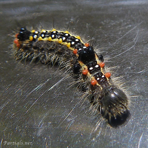 セグロシャチホコ幼虫