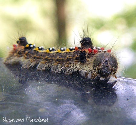 セグロシャチホコ幼虫