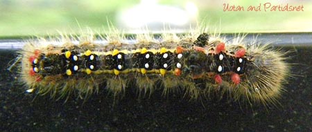 セグロシャチホコ幼虫