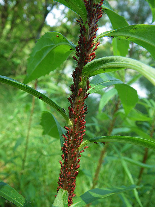 セイタカアワダチソウノヒゲナガアブラムシ