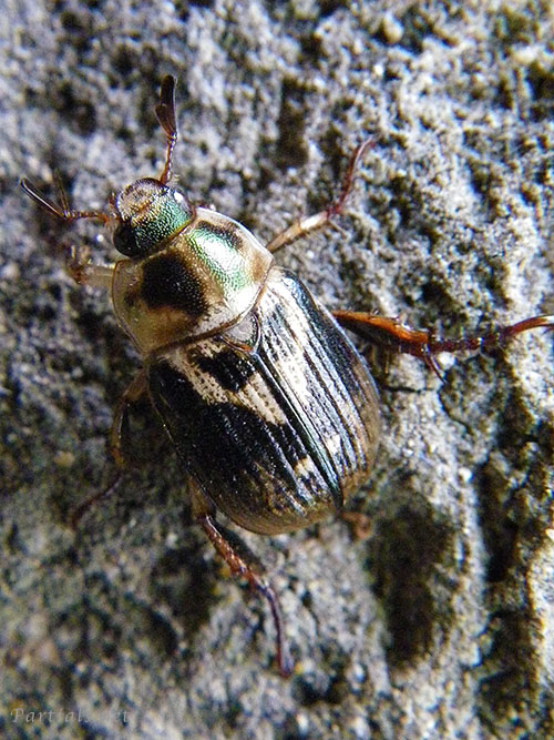 セマダラコガネ