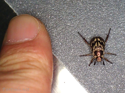 セマダラコガネ