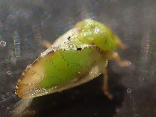 センダンコクロキジラミ