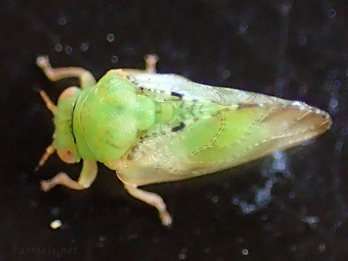 センダンコクロキジラミ