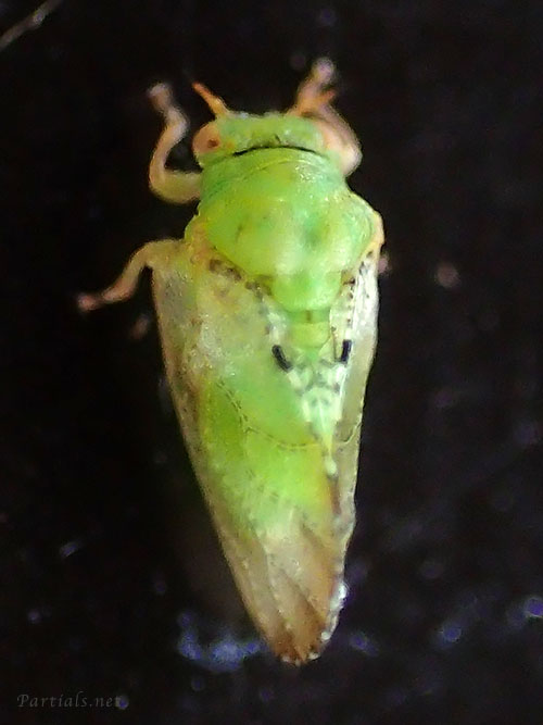 センダンコクロキジラミ