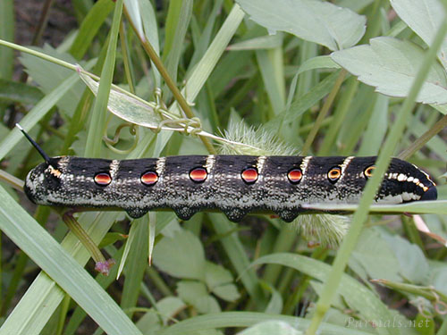 セスジスズメ幼虫