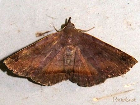 シャクドウクチバ