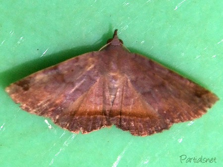 シャクドウクチバ