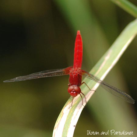 ショウジョウトンボ