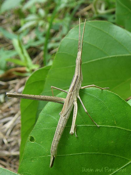 ショウリョウバッタの幼虫