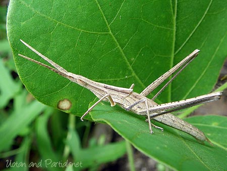 ショウリョウバッタ幼虫