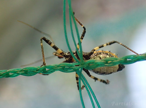 シマサシガメ幼虫