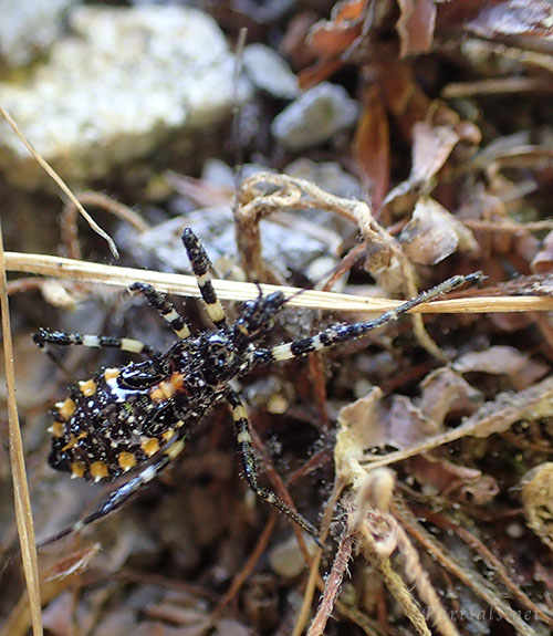 シマサシガメ幼虫