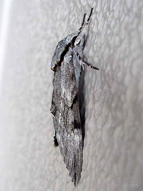 シモフリスズメ