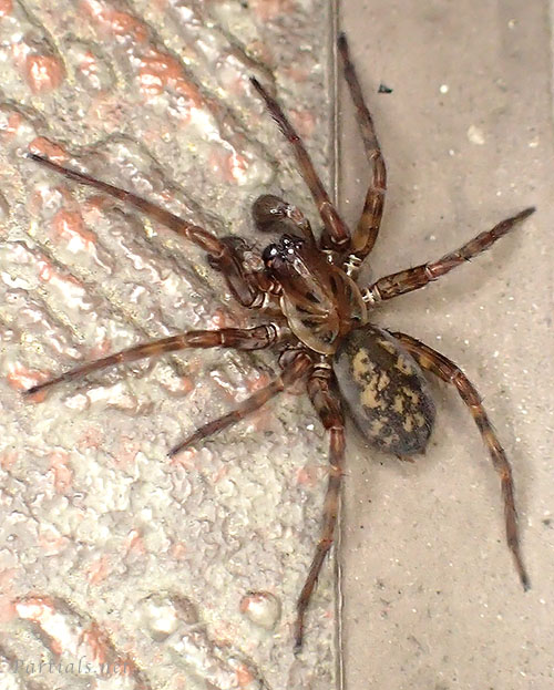 シモフリヤチグモ