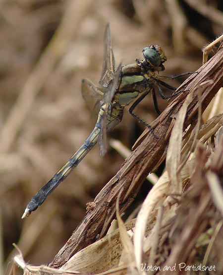 シオカラトンボ