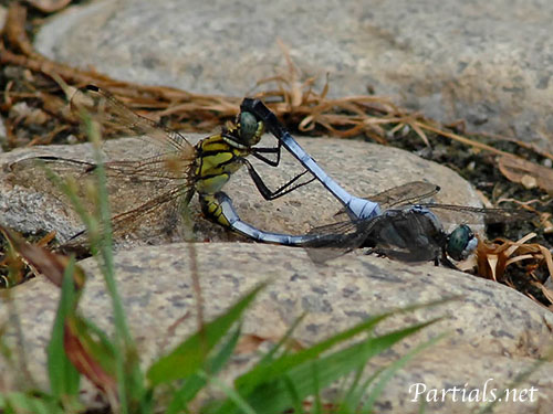 シオカラトンボ