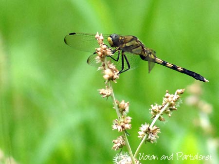 シオカラトンボ