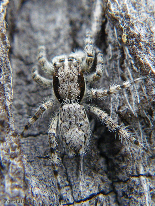 シラヒゲハエトリ雄