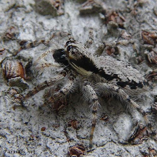 シラヒゲハエトリ♀