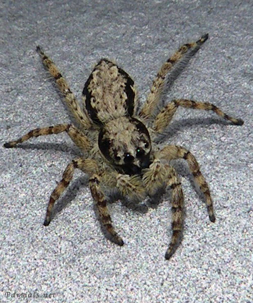 シラヒゲハエトリ♀