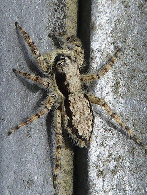 シラヒゲハエトリ♀