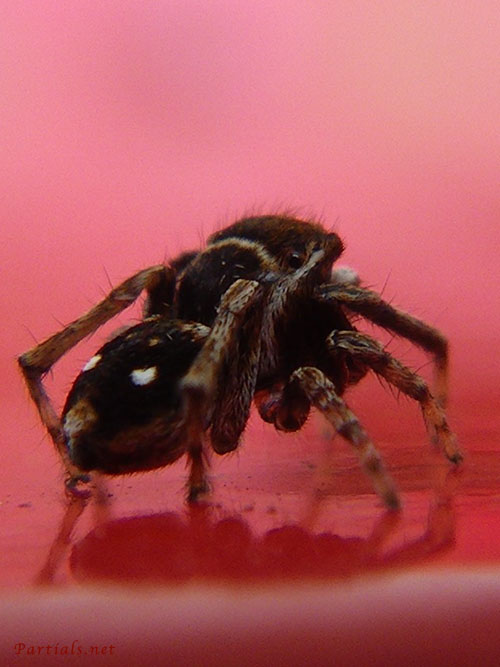 シラホシコゲチャハエトリ