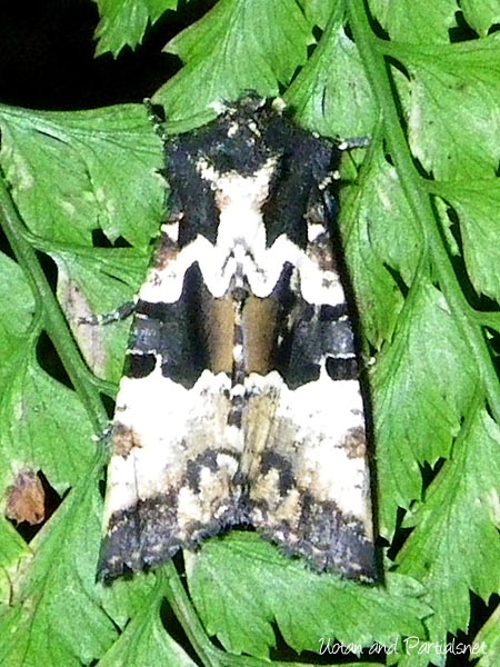 シラオビアカガネヨトウ