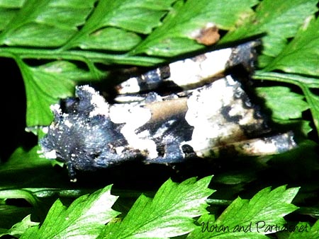 シラオビアカガネヨトウ