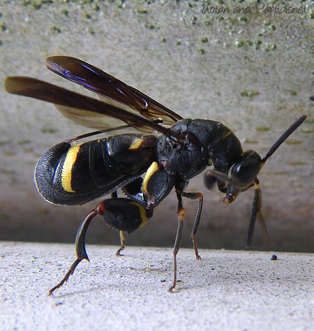シリアゲコバチ