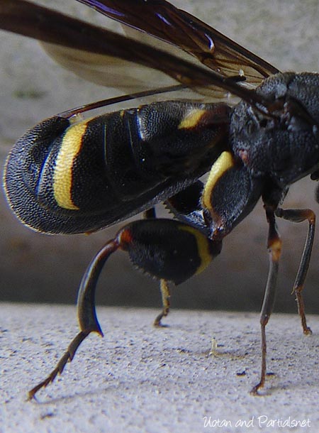 シリアゲコバチ