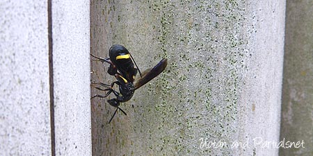 シリアゲコバチ