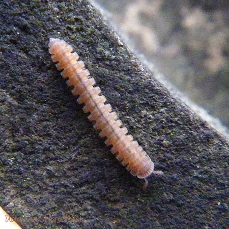 シロハダヤスデ属の1種