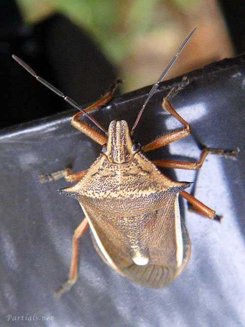 シロヘリクチブトカメムシ