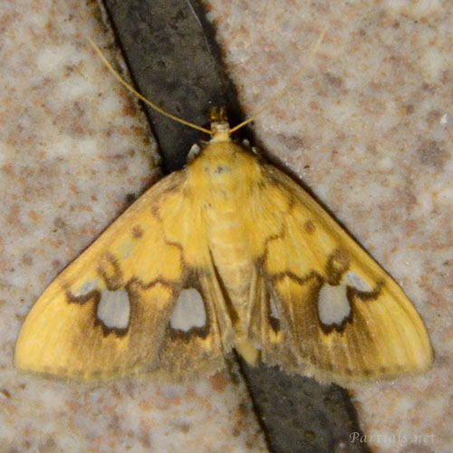 シロヒトモンノメイガ