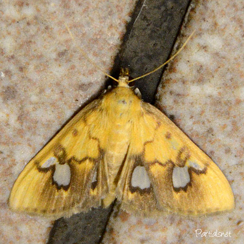 シロヒトモンノメイガ