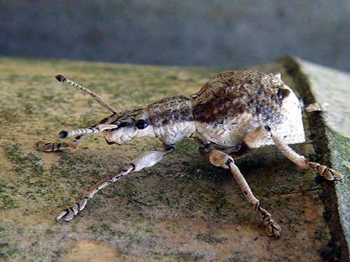 シロコブゾウムシ