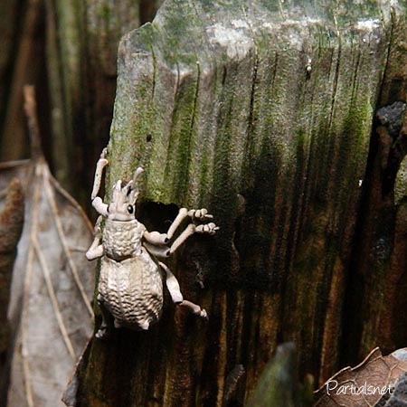 シロコブゾウムシ